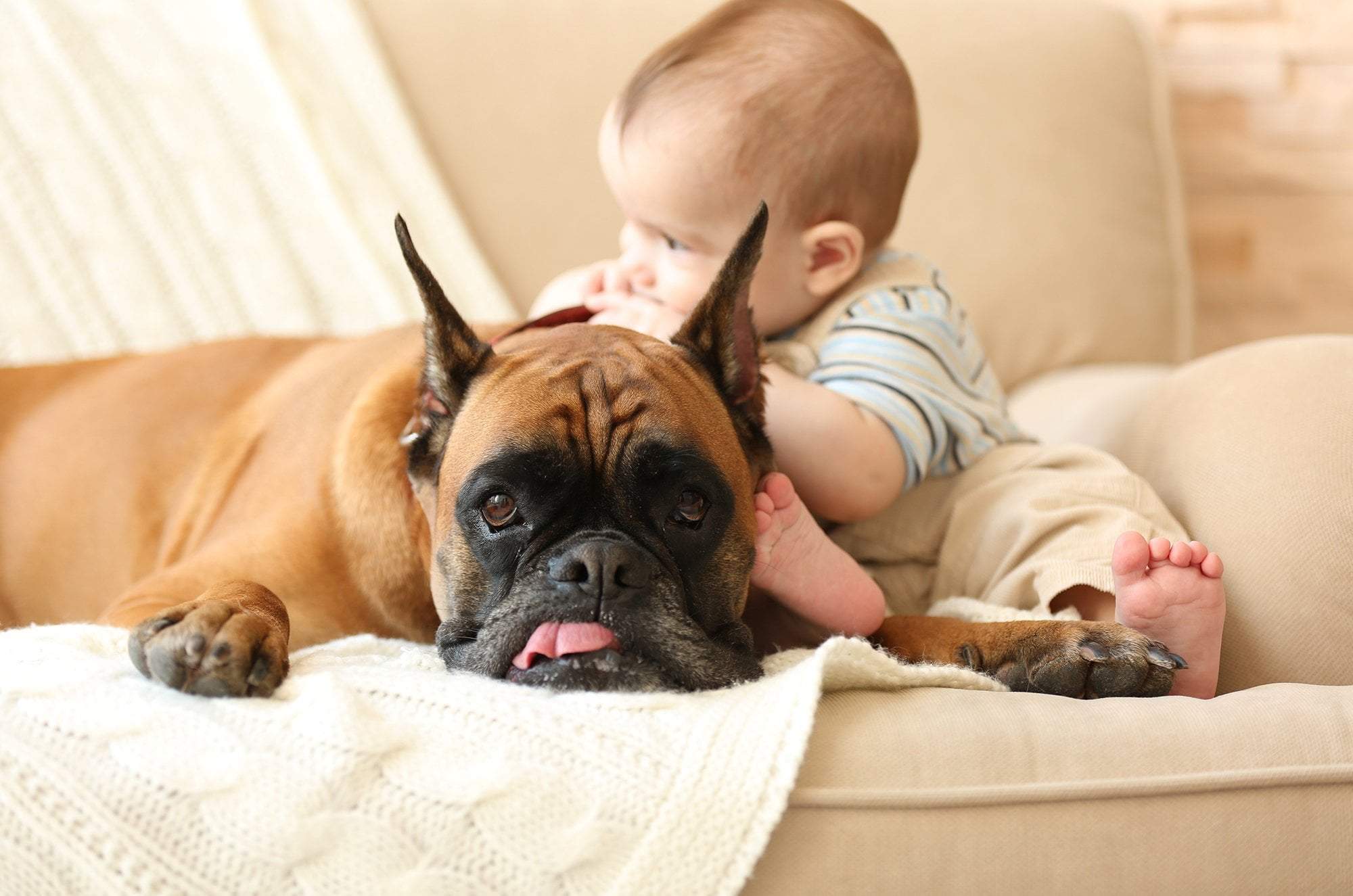 Introducing dog to best sale baby